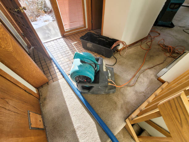 Best Professional water damage repair  in Boyceville, WI