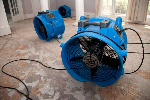 Best Mold removal after water damage  in Boyceville, WI